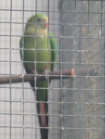 Baraband hen