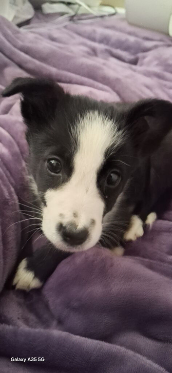 10 week old Border Collies