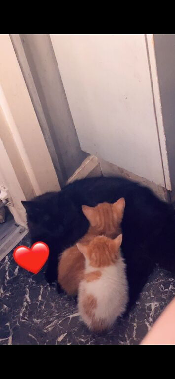 Kitten