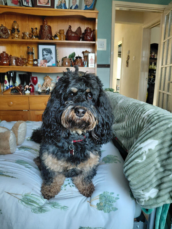 My 5 year old shipoo for stud
