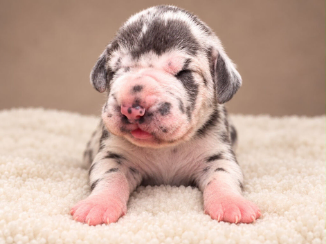 KC REGISTERED GREAT DANE PUPPIES NORTHAMPTON