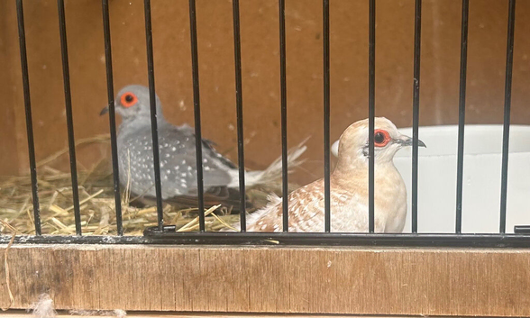 Diamond doves x2
