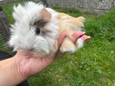 Baby guinea pigs