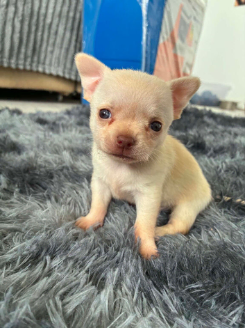 Stunning TINY male chihuahua