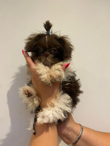 Baby Belle READY NOW