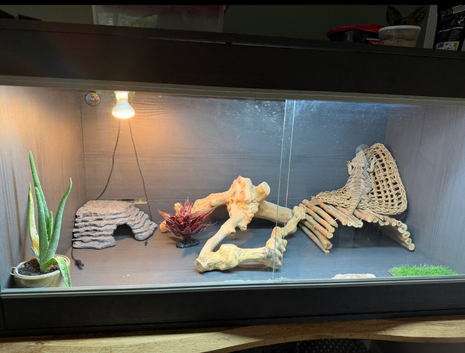 Male bearded dragon rehome