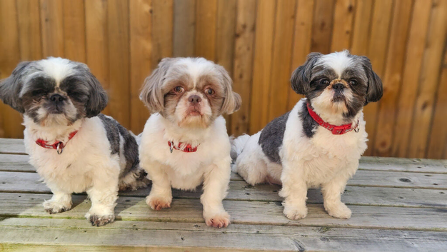 Bailey a proven kc registered family pet has hade 10 healthy puppies