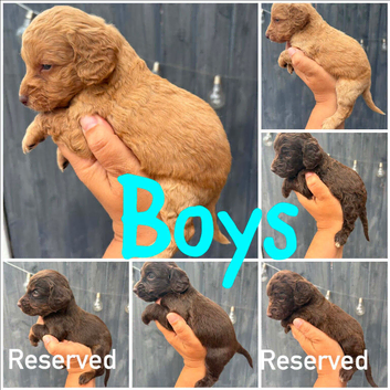 LAST 4 beautiful cockapoo pups