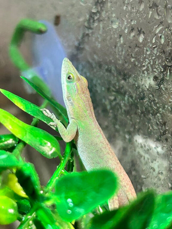 Pair of stunning Blue Headed Anoles (Anolis Allisoni)
