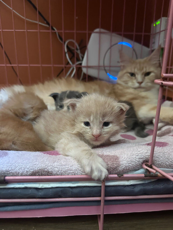 2 male maincoon kittens