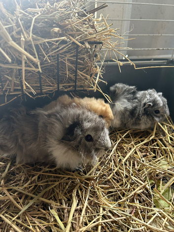 Guinea pigs