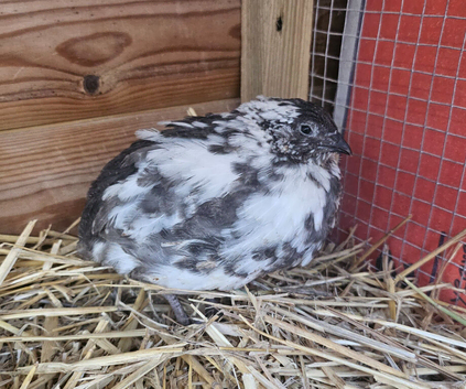 Rare progressive pied coturnix quail