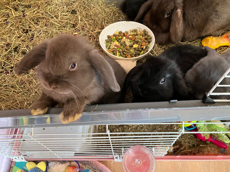 Mini lops