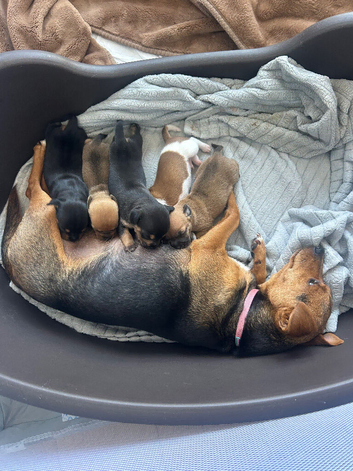 3/4 jack x patterdale