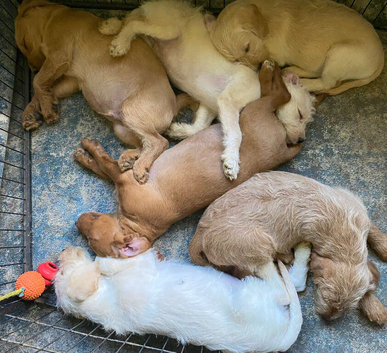 Beautiful Labradoodle F1b Puppies