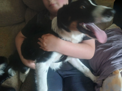 Male border collie for sale