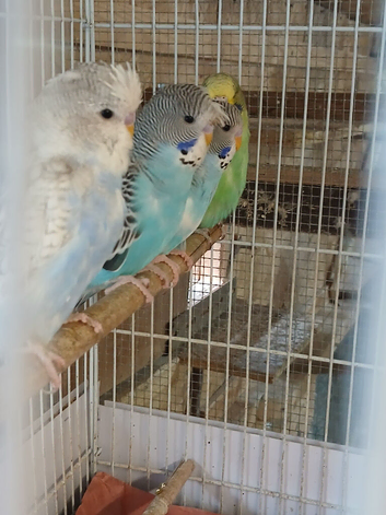 Budgies