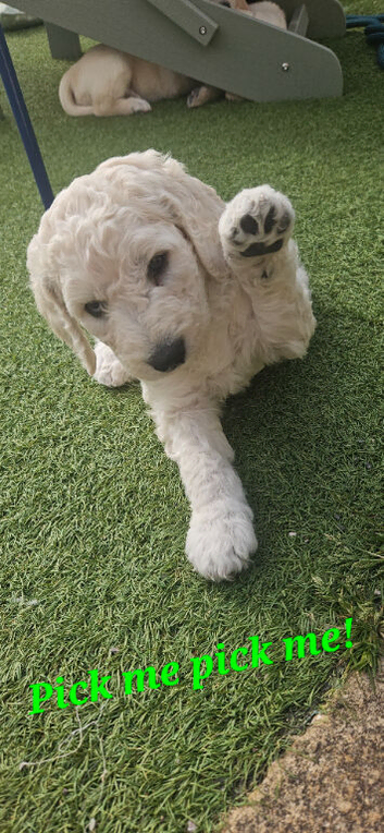 AdorableDouble Doodle puppies (hypoallergenic)