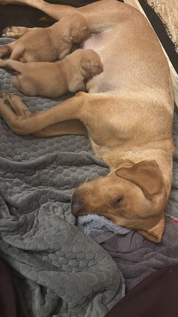 Pedigree red fox Labrador girl