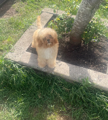 1 female apricot Cavapoo puppy.