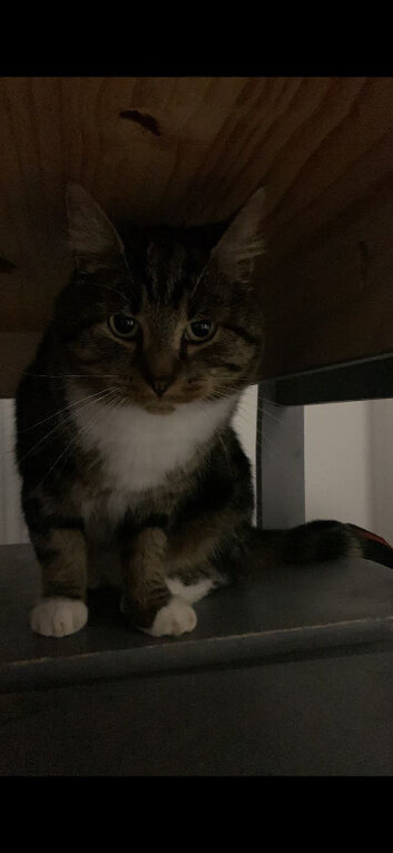 Tabby Cat 8 Yrs Male (Coco)