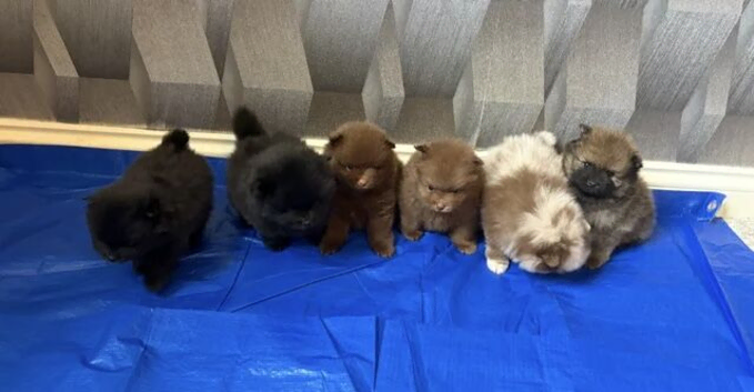 Stunning home raise Pomeranian puppies