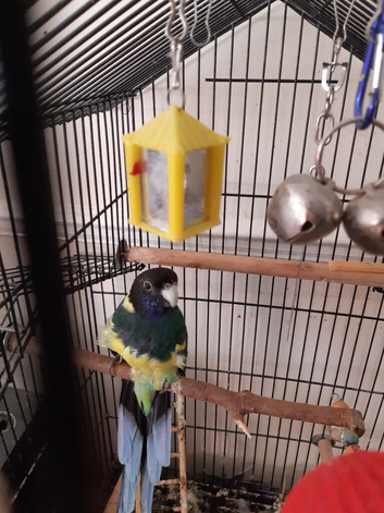 Australian portlinken parakeet