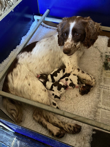 For sale &ndash; Superb KC Reg Pedigree English Springer Spaniel Puppies