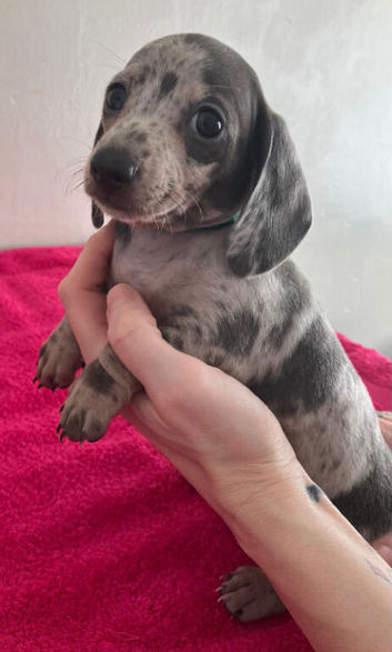 Minature Dachshunds