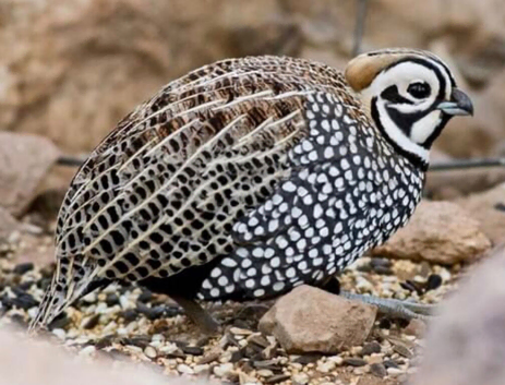 Mearns / Montezuma Quail male for Female swap