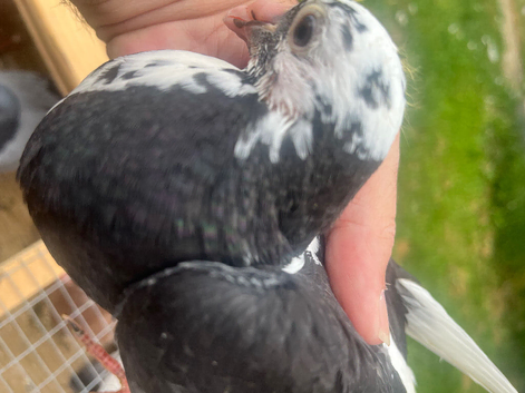 Coloured racing pigeons