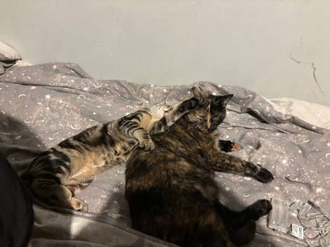 Two stunning British blue kittens for sale