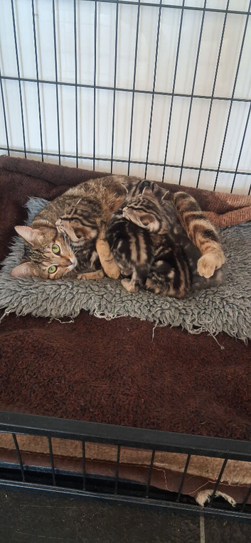 Part Bengal tabby kittens