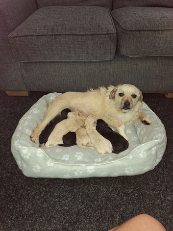 Border poodle puppies