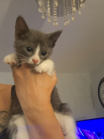Beautiful kittens, 2 litters 9 in total