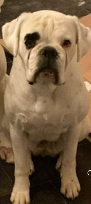Boxer girl