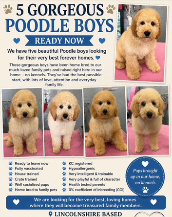 KC reg Miniature Poodle Boys ready to leave