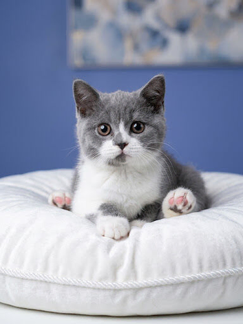 Top pedigree British shorthair kittens ready now