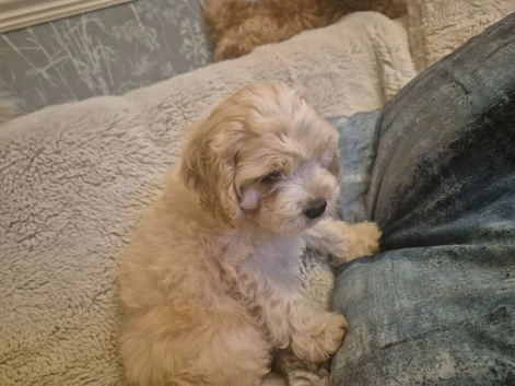 Mini american cockerpoo
