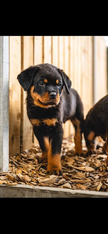 KC REGISTERED ROTTWEILER MALE PUPPIES