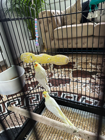 A nice pair lutino for sell