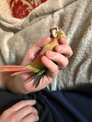 Super Tame Parrot Conure Baby For Sale