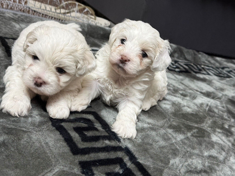 Maltese puppies