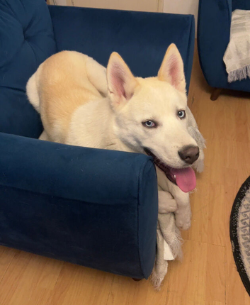 10 month husky looking for a new home
