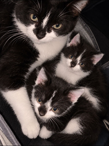 2 kittens needing homes