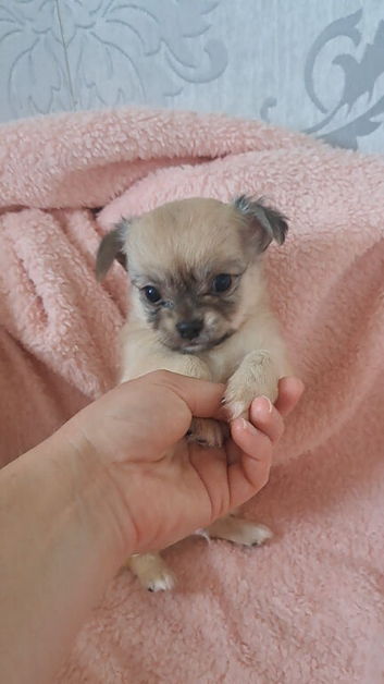 Ready 9th July  Long coat chihuahua boys