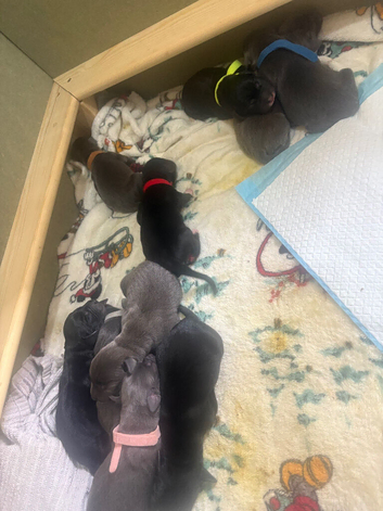 10x lab mix puppies