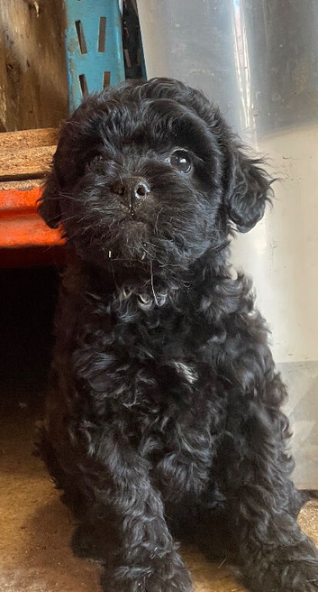 Gorgeous Froodle Puppies