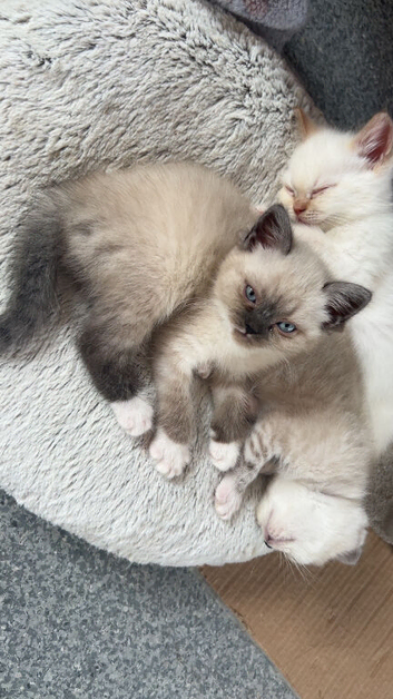 4 Himalayan X Chinchilla Persian Kittens Looking for a home