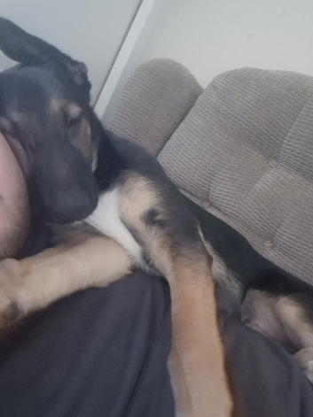 German shephard x border collier